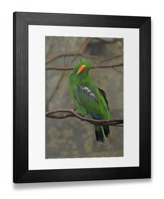 Framed Print : Male noble parrot (Eclectus roratus)