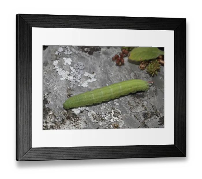 Framed Print : Scabiosa hawkmoth (Hemaris tityus)