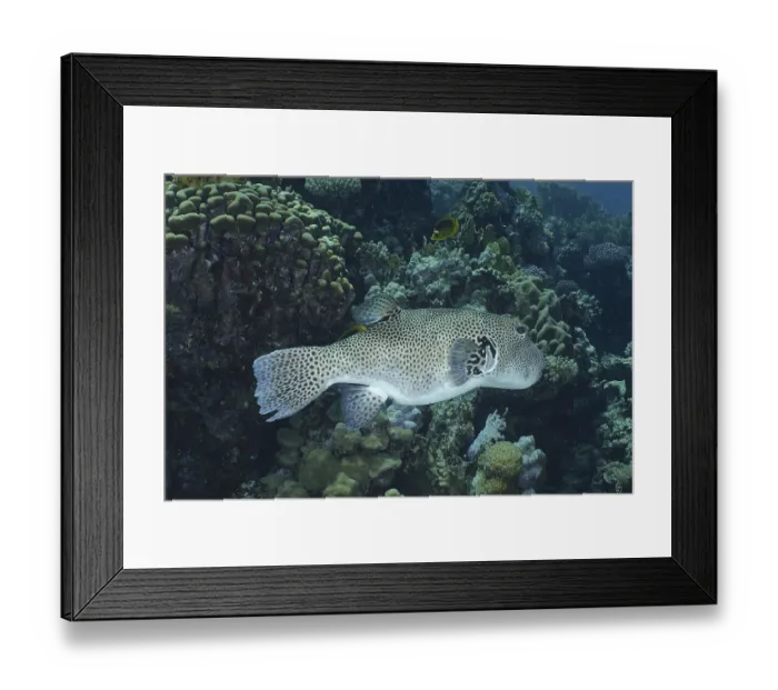 Framed Print : Giant pufferfish (Arothron stellatus)