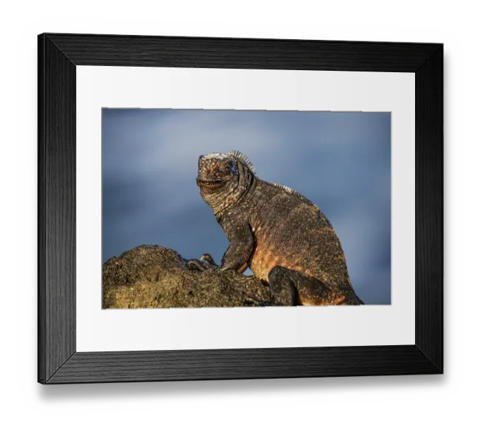 Framed Print : Galapagos sea lizard (Amblyrhynchus cristatus)