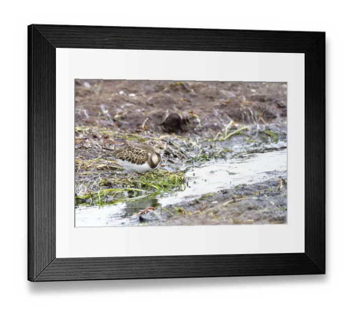 Framed Print : Ruddy turnstone (Arenaria interpres)