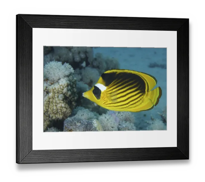 Framed Print : Tobacco butterflyfish (Chaetodon fasciatus) Framed Print : Tobacco butterflyfish (Chaetodon fasciatus)