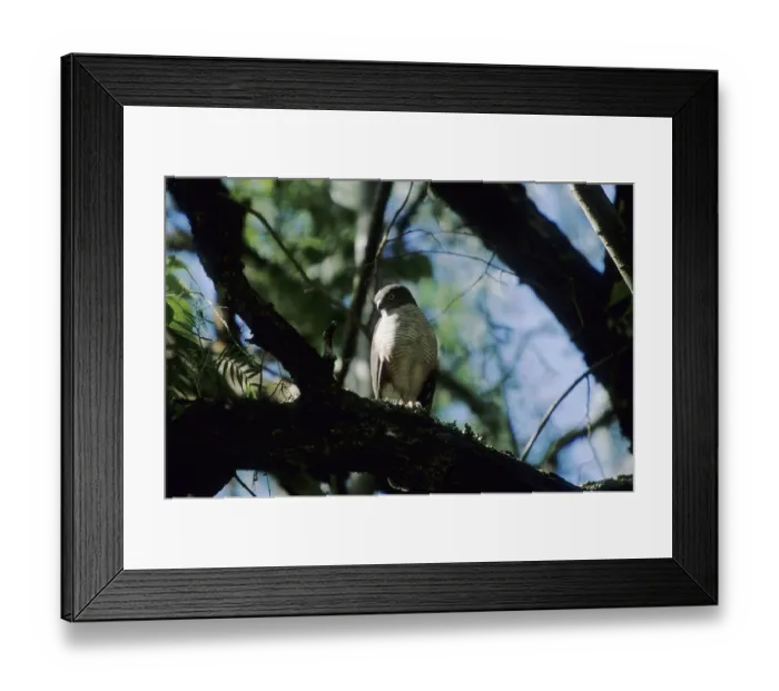 Framed Print : Sparrowhawk species from Kenya (Accipiter sp.) Framed Print : Sparrowhawk species from Kenya (Accipiter sp.)