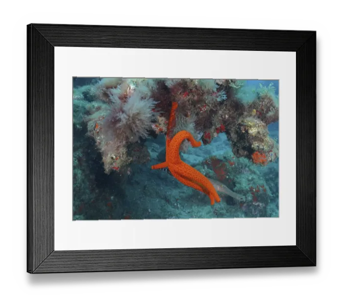 Framed Print : Orange-coloured starfish (Hacelia attenuata)