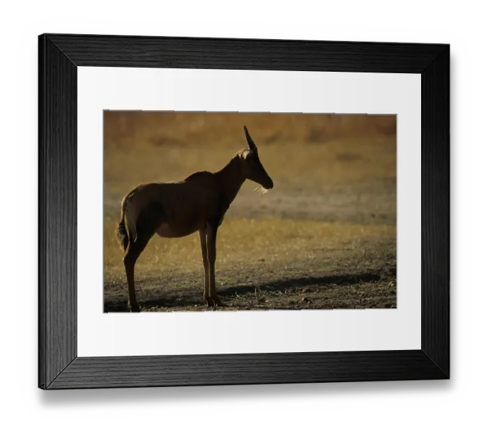 Framed Print : Red hartebeest (Alcelaphus buselaphus) Framed Print : Red hartebeest (Alcelaphus buselaphus)