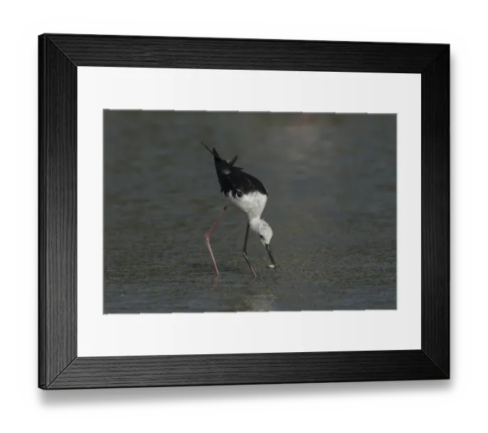 Framed Print : Black-winged Stilt (Himantopus himantopus)