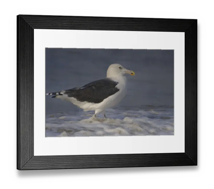 Framed Print : Great Black-backed Gull (Larus marinus) Framed Print : Great Black-backed Gull (Larus marinus)
