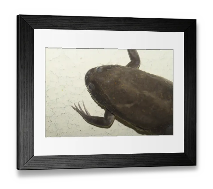 Framed Print : Smooth clawed frog (Xenopus laevis)
