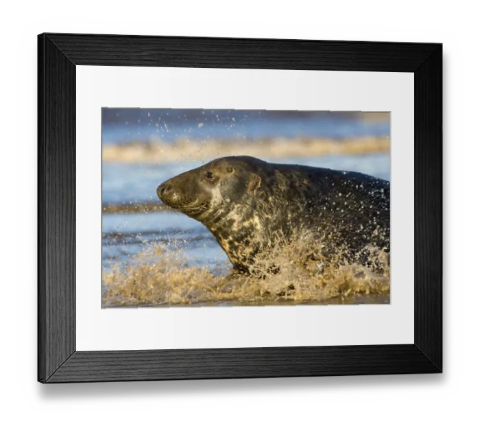 Framed Print : Grey seal (Halichoerus grypus)