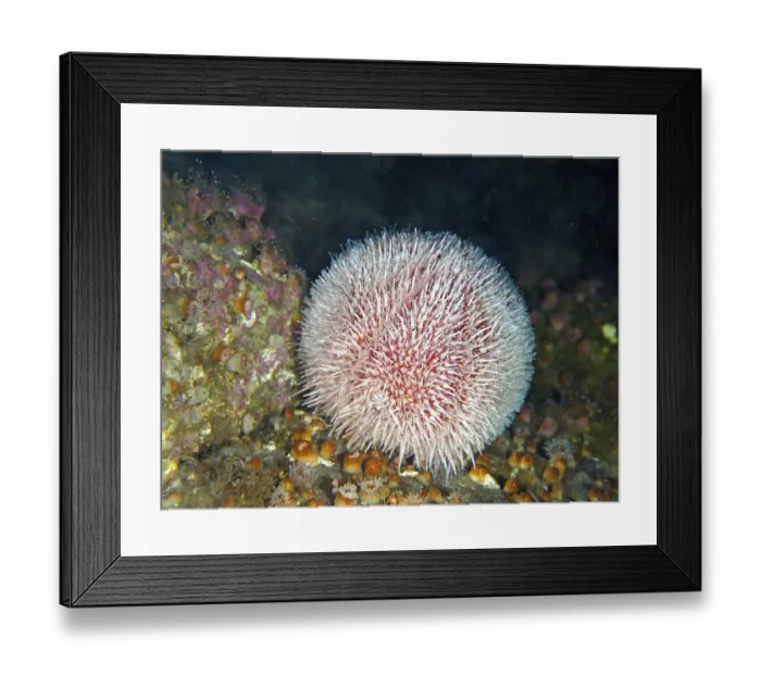 Framed Print : European edible sea urchin (Echinus esculentus) Framed Print : European edible sea urchin (Echinus esculentus)