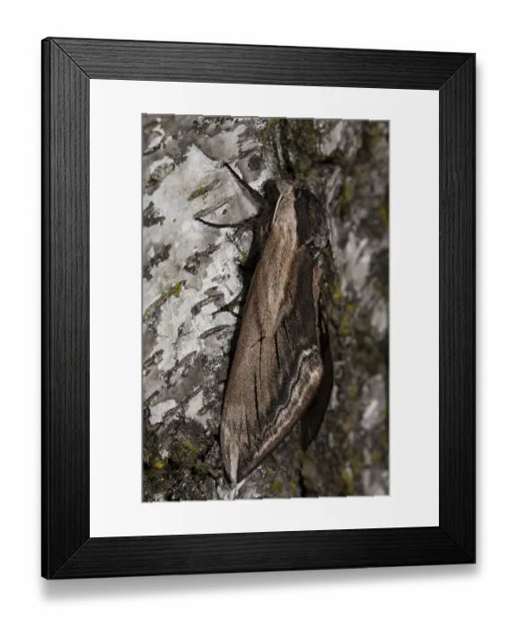 Framed Print : Privet hawkmoth (Sphinx ligustri)