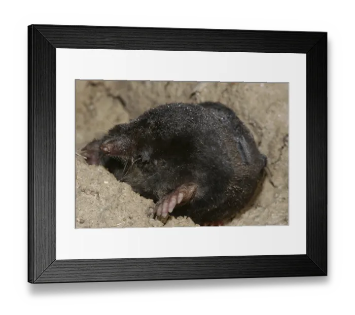 Framed Print : European mole (Talpa europaea)