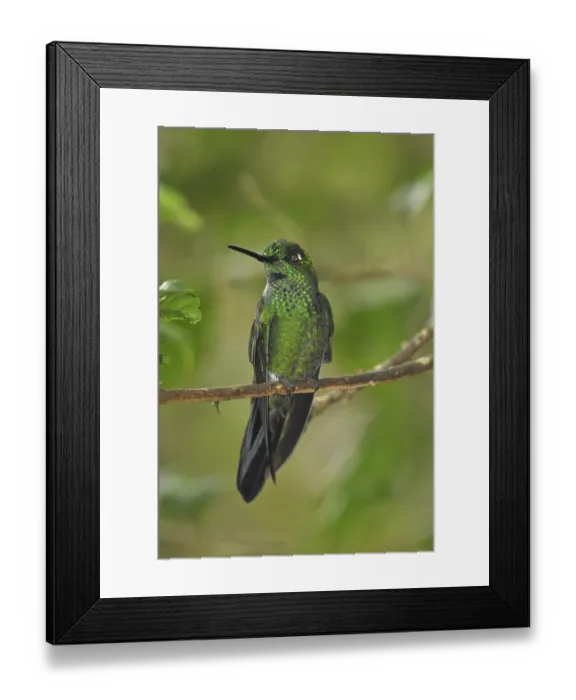 Framed Print : Emerald hummingbird, male adult (Chlorostilbon mellisugus)