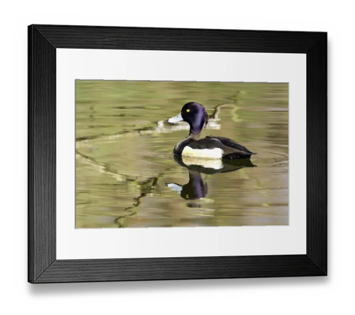 Framed Print : Tufted Duck (Aythya fuligula)