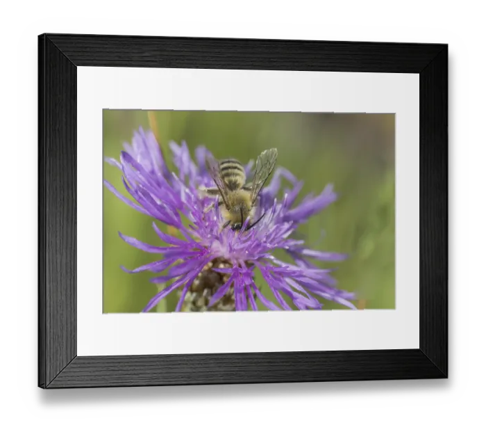 Framed Print : Male trouser bee (Dasypoda hirtipes)