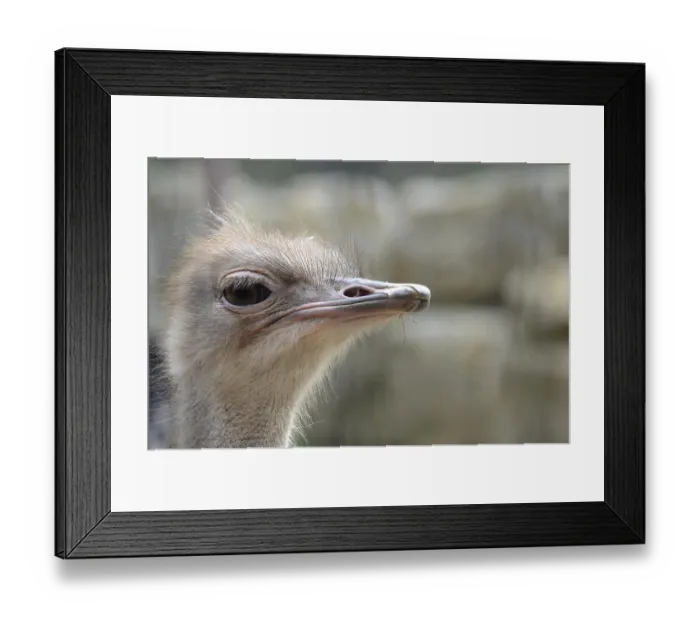 Framed Print : Common ostrich (struthio camelus)