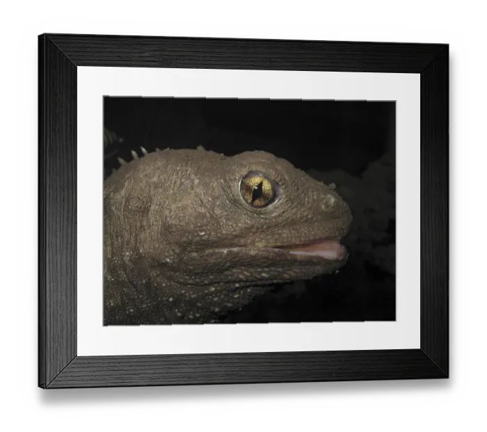 Framed Print : Tuatara (Sphenodon punctatus)