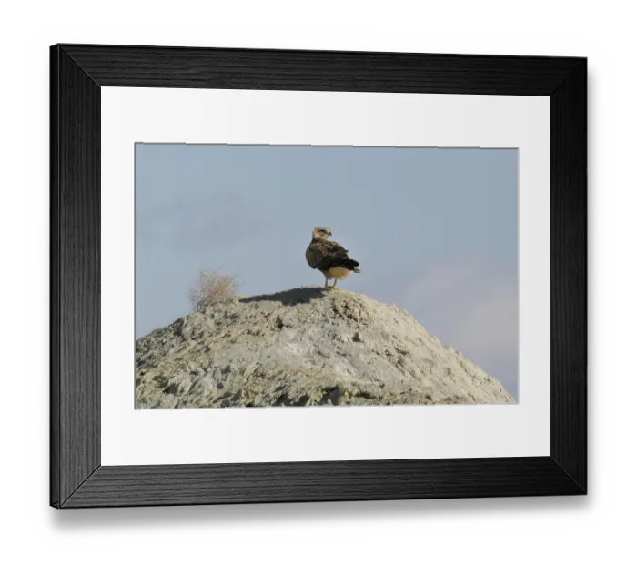 Framed Print : Eagle buzzard (Buteo rufinus) Framed Print : Eagle buzzard (Buteo rufinus)