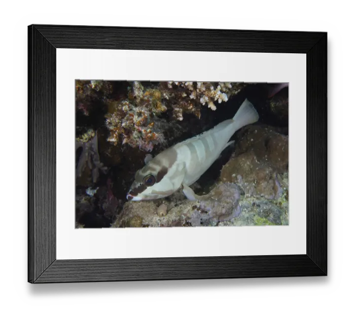 Framed Print : Beret grouper (Epinephelus fasciatus) Framed Print : Beret grouper (Epinephelus fasciatus)