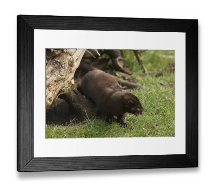 Framed Print : Mink, American Mink (Neovison vison) Framed Print : Mink, American Mink (Neovison vison)