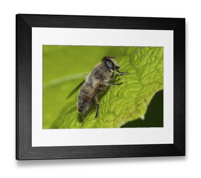 Framed Print : Dung bee (Eristalis tenax)