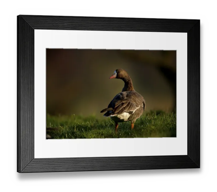 Framed Print : White-fronted goose (Anser albifrons)