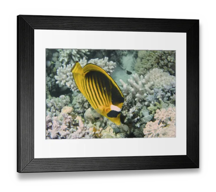 Framed Print : Tobacco butterflyfish (Chaetodon fasciatus)