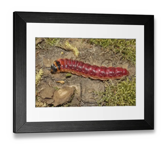 Framed Print : Willow borer (Cossus cossus)