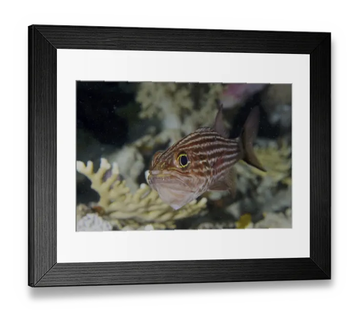 Framed Print : Tiger cardinalfish (Cheilodipterus macrodon)
