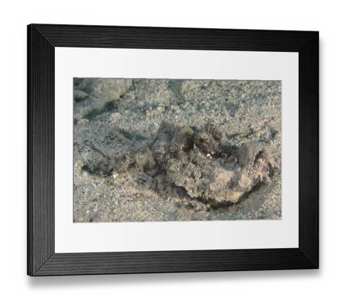 Framed Print : Red Sea Walkman (Inimicus filamentosus)