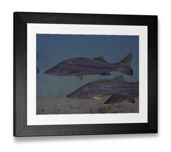 Framed Print : Common snook (Centropomus undecimalis)