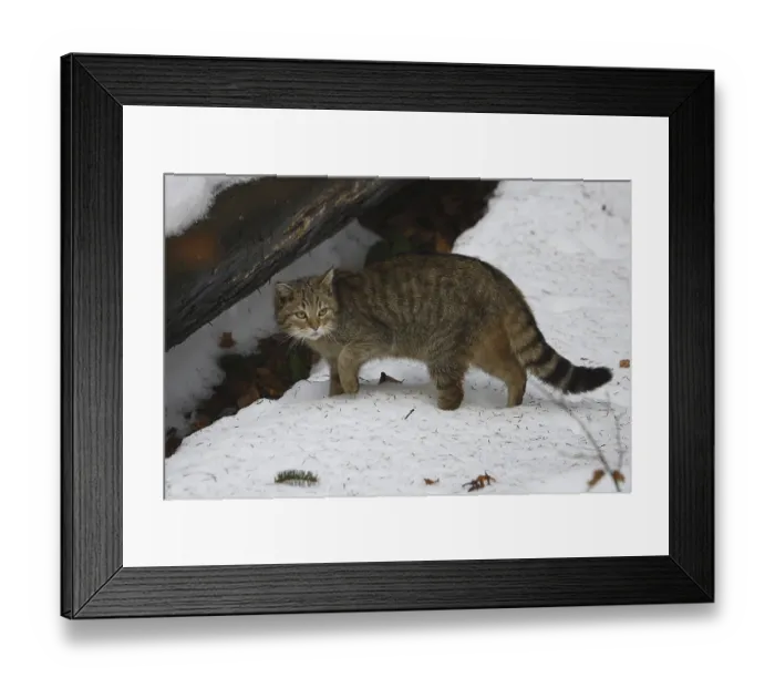Framed Print : Wildcat (Felis silvestris)