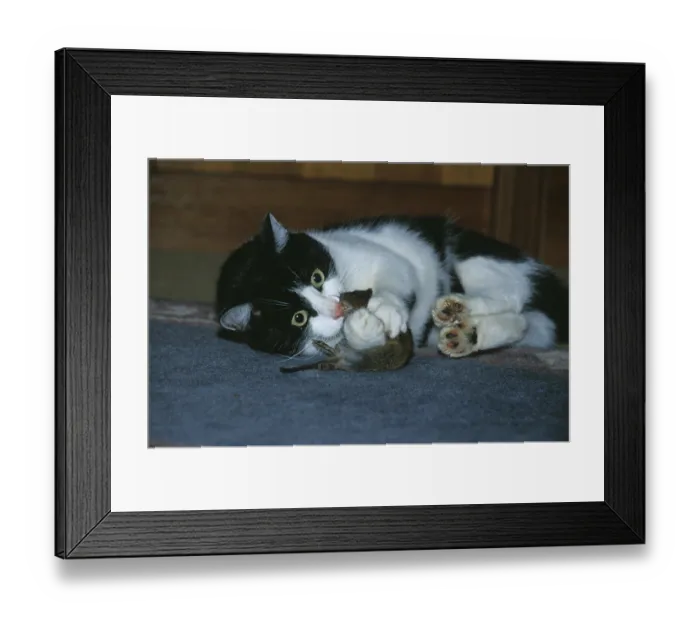 Framed Print : Cat with prey (Felis cattus)