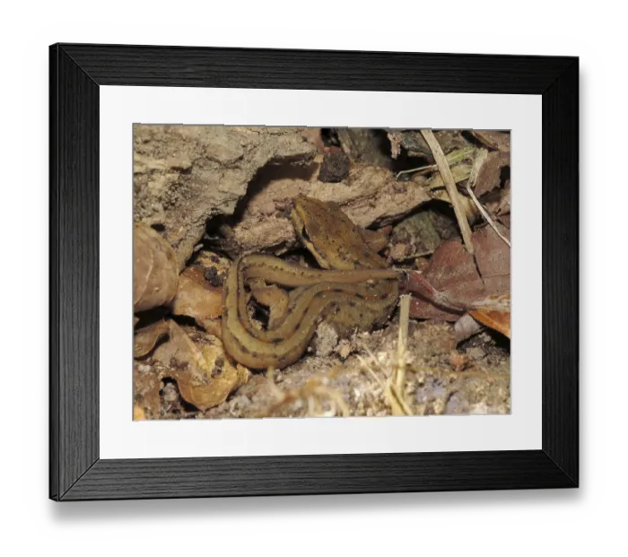 Framed Print : Pond newt (Lissotriton vulgaris) Framed Print : Pond newt (Lissotriton vulgaris)