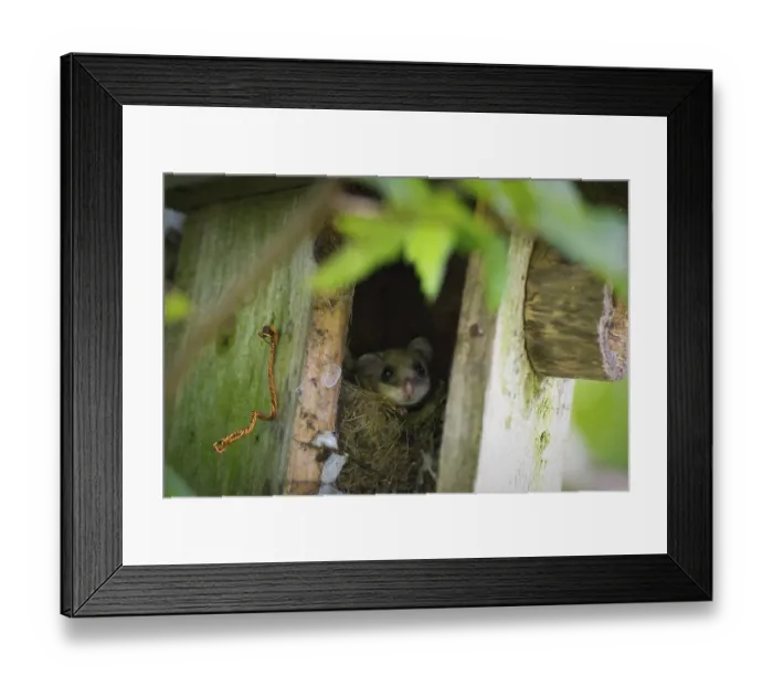 Framed Print : Dormouse (Muscardinus avellanarius) Framed Print : Dormouse (Muscardinus avellanarius)