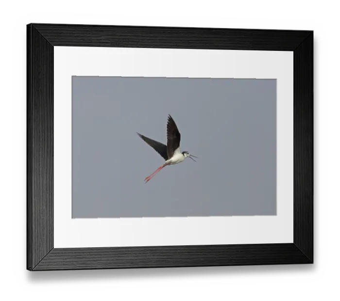 Framed Print : Black-winged Stilt (Himantopus himantopus)