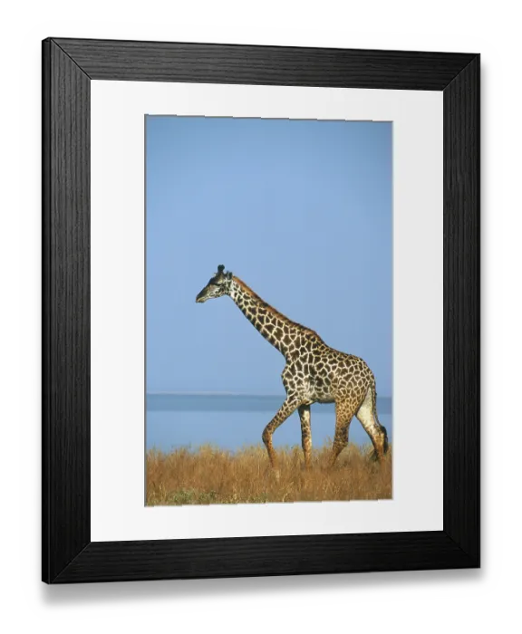 Framed Print : Masai giraffe (Giraffa camelopardalis tippelskirchi)