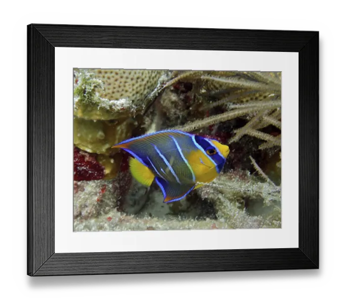 Framed Print : Queen angelfish juvenile (Holacanthus ciliaris) Framed Print : Queen angelfish juvenile (Holacanthus ciliaris)