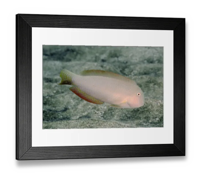 Framed Print : Shearwater knifefish (Xyrichthys novacula)