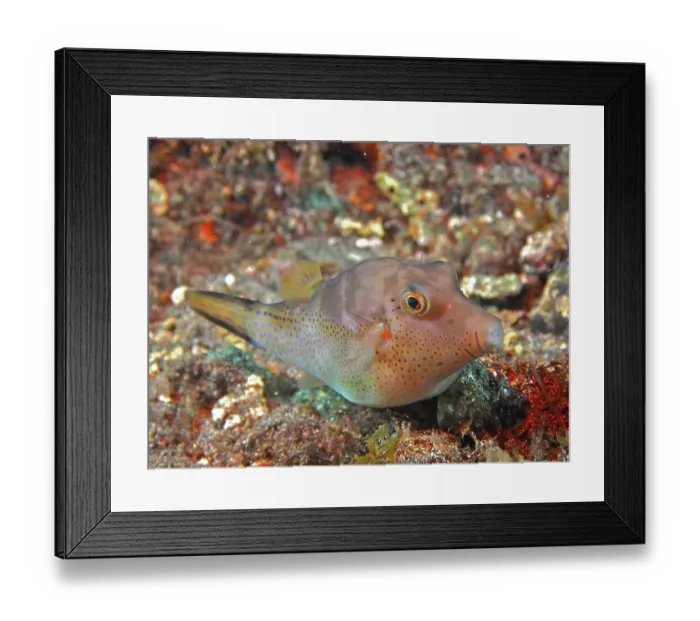 Framed Print : Caribbean pointed pufferfish (Canthigaster rostrata) Framed Print : Caribbean pointed pufferfish (Canthigaster rostrata)