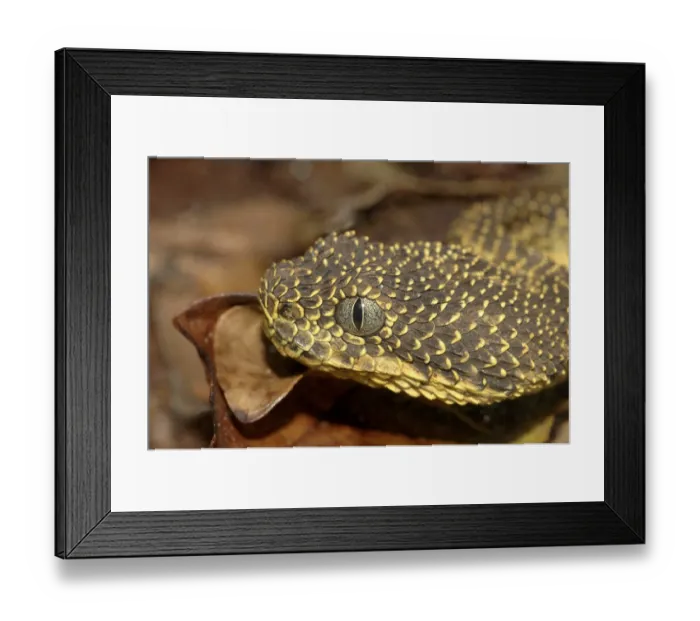 Framed Print : Mount Kenya bush viper (Atheris desaixi) Framed Print : Mount Kenya bush viper (Atheris desaixi)