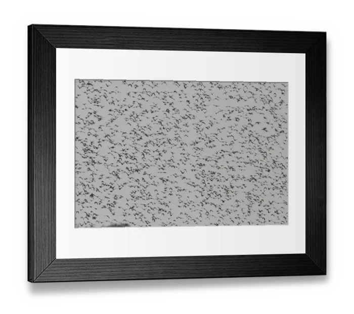 Framed Print : Starling (Sturnus vulgaris) Framed Print : Starling (Sturnus vulgaris)