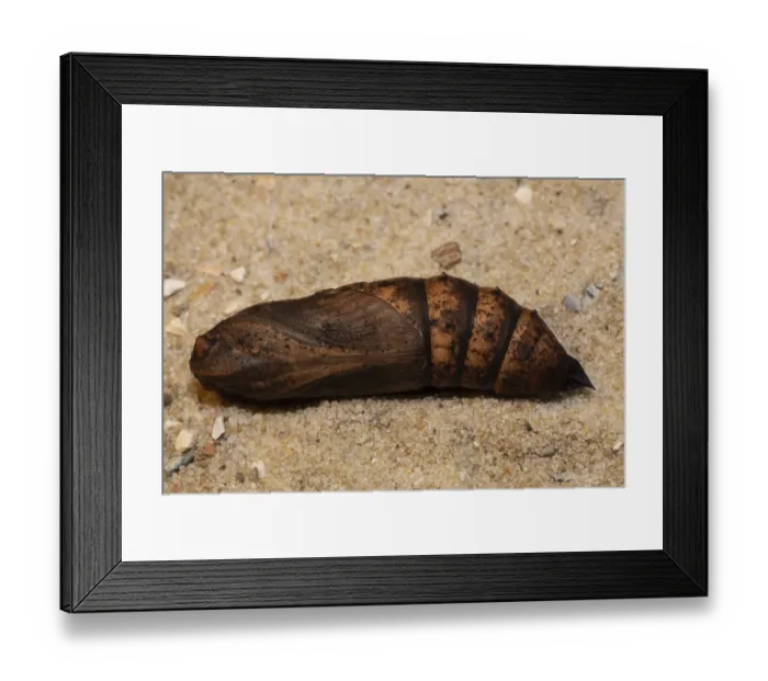 Framed Print : Elephant hawk-moth (Deilephila elpenor)