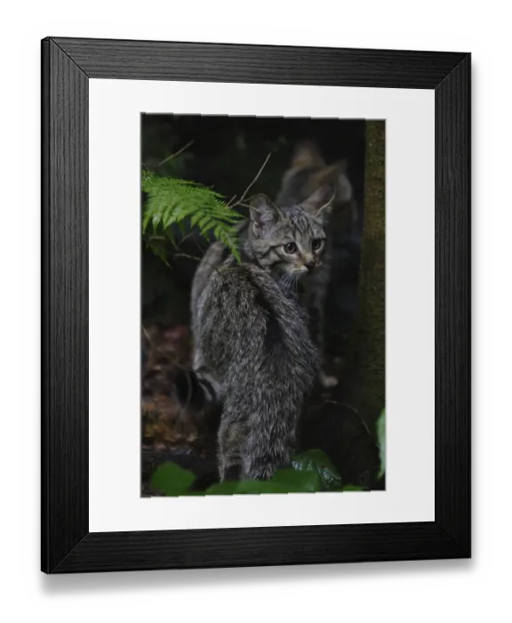 Framed Print : Wildcat (Felis silvestris)