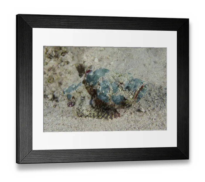 Framed Print : Humpback scorpionfish (Scorpaenopsis diabolus)