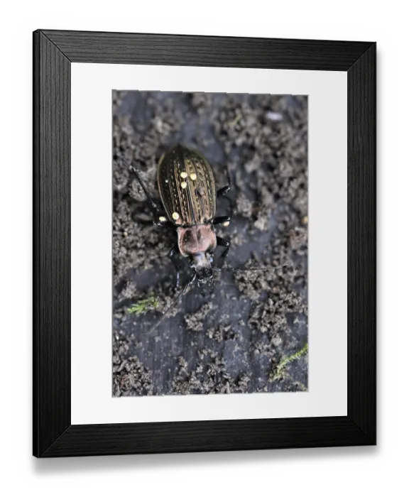 Framed Print : Granulated Ground Beetle (Carabus granulatus) Framed Print : Granulated Ground Beetle (Carabus granulatus)