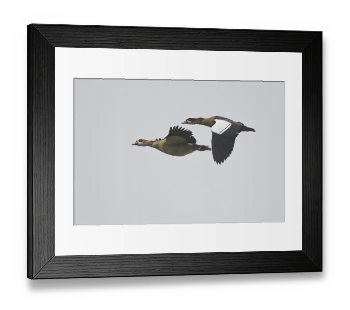 Framed Print : Egyptian geese (Alopochen aegyptiaca) Framed Print : Egyptian geese (Alopochen aegyptiaca)