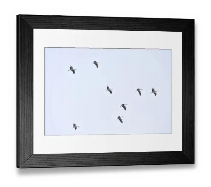 Framed Print : White storks (Ciconia ciconia)