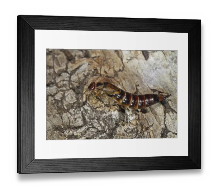 Framed Print : Forficula auricularia (Forficula auricularia) Framed Print : Forficula auricularia (Forficula auricularia)