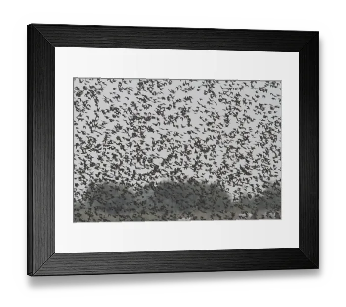 Framed Print : Starling (Sturnus vulgaris)